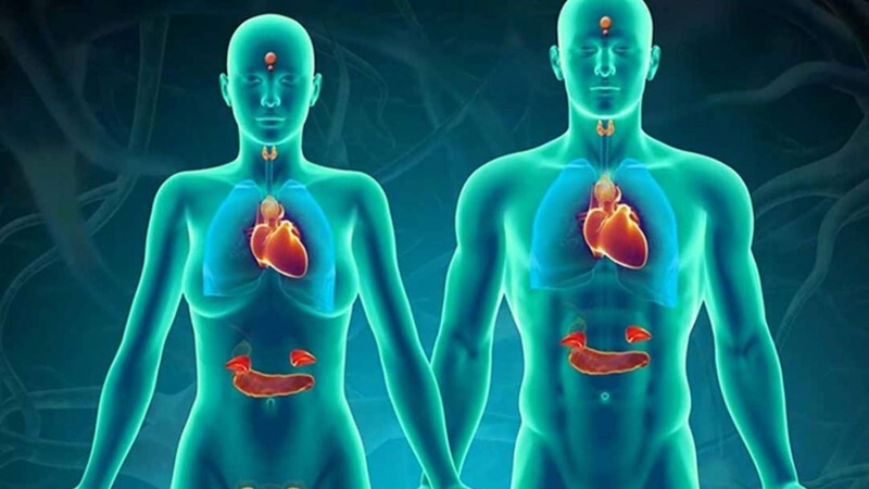 Nội tiết là gì? Hệ nội tiết gồm những cơ quan nào?